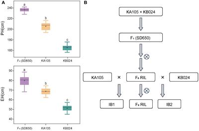 QTL mapping for plant height and ear height using bi-parental immortalized heterozygous populations in maize